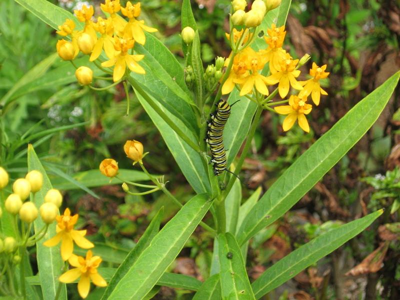 Photo of Tropical Milkweed (Asclepias curassavica 'Silky Gold') uploaded by wcgypsy
