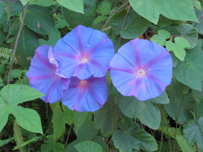 Photo of Oceanblue Morning Glory (Ipomoea indica) uploaded by wcgypsy