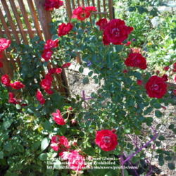 Location: In my Northern California garden
Date: Jun 13, 2011