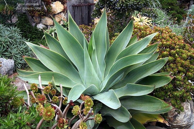 Photo of Foxtail Agave (Agave attenuata) uploaded by Calif_Sue