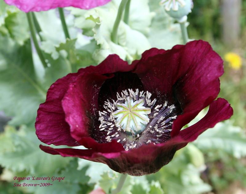 Photo of Opium Poppy (Papaver somniferum 'Lauren's Grape') uploaded by Calif_Sue
