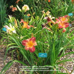 Location: Valley of the Daylilies in Lebanon, OH. Home of Dan (the hybridizer) and Jackie Bachman
Date: Jul 7, 2005 11:18 AM