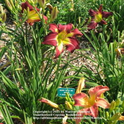 Location: Valley of the Daylilies in Lebanon, OH. Home of Dan (the hybridizer) and Jackie Bachman
Date: Jul 7, 2005 10:46 AM