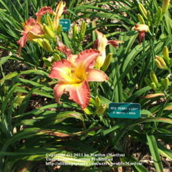 Location: Valley of the Daylilies in Lebanon, OH. Home of Dan (the hybridizer) and Jackie Bachman
Date: Jul 7, 2005 10:45 AM