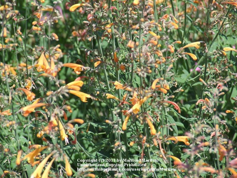 Photo of Orange Hummingbird Mint (Agastache aurantiaca Coronado®) uploaded by Marilyn