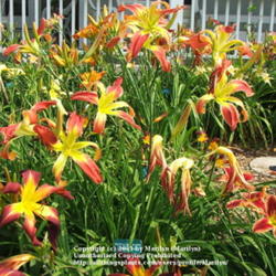 Location: Valley of the Daylilies in Lebanon, OH. Home of Dan (the hybridizer) and Jackie Bachman
Date: Jul 7, 2005 10:50 AM