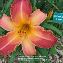Location: Valley of the Daylilies in Lebanon, OH. Home of Dan (the hybridizer) and Jackie Bachman
Date: Jul 9, 2005 10:14 AM