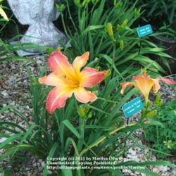 Location: Valley of the Daylilies in Lebanon, OH. Home of Dan (the hybridizer) and Jackie Bachman
Date: Jul 7, 2005 10:49 AM