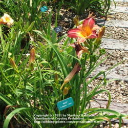 Location: Valley of the Daylilies in Lebanon, OH. Home of Dan (the hybridizer) and Jackie Bachman
Date: Jul 7, 2005 11:40 AM