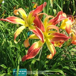 Location: Valley of the Daylilies in Lebanon, OH. Home of Dan (the hybridizer) and Jackie Bachman
Date: Jul 11, 2005 4:26 PM