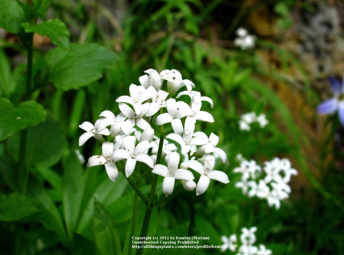 Photo of Sweet Woodruff (Galium odoratum) uploaded by bonitin