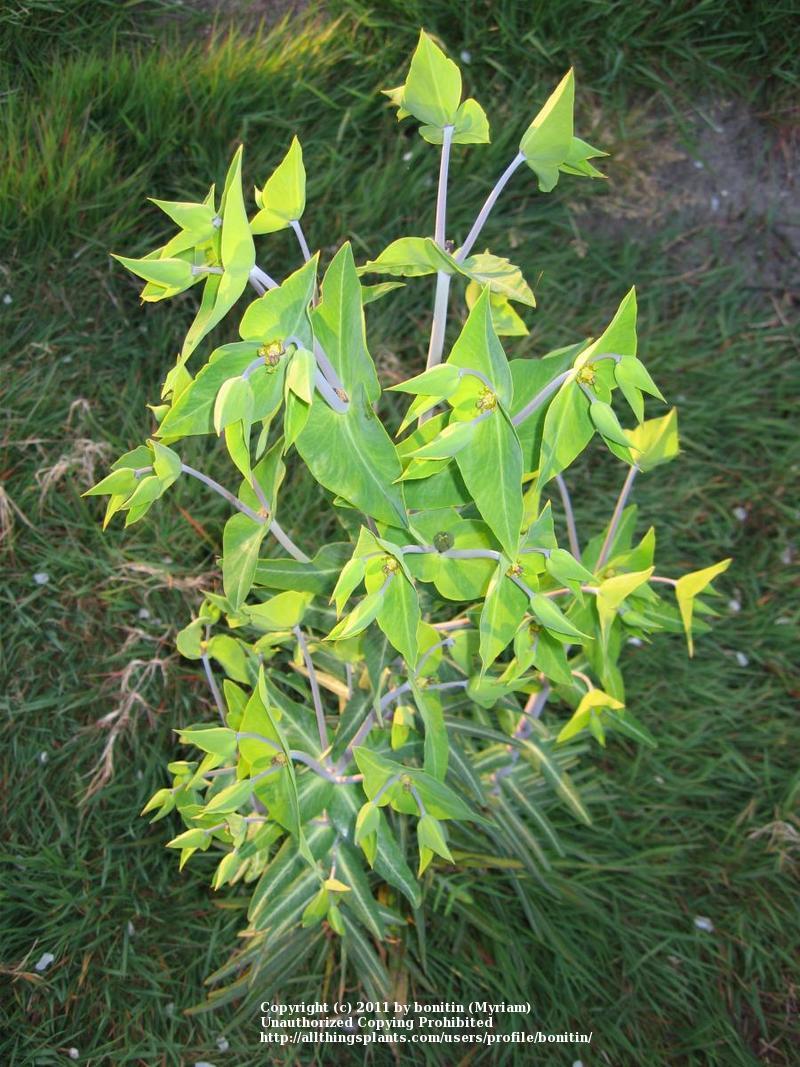 Photo of Gopher Spurge (Euphorbia lathyris) uploaded by bonitin