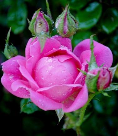 Photo of Rose (Rosa 'Pink Double Knock Out') uploaded by chelle