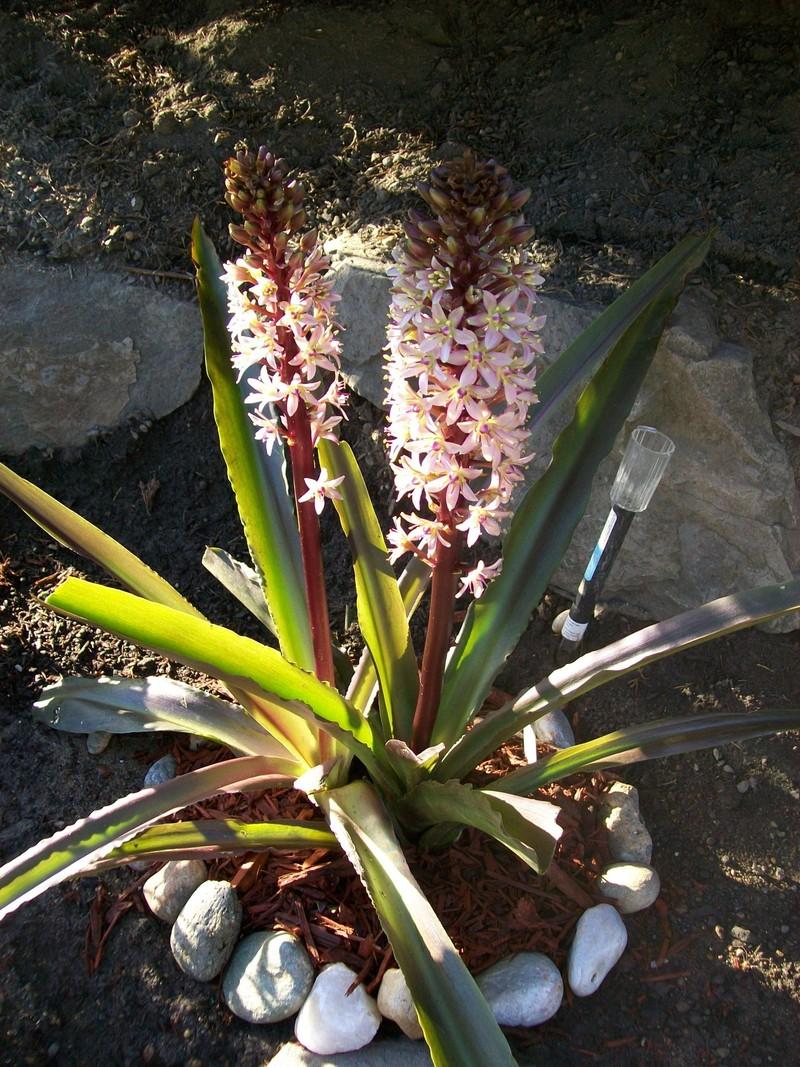 Photo of Pineapple Lily (Eucomis comosa 'Oakhurst') uploaded by frannilee