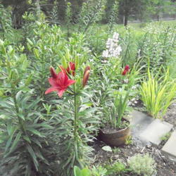Location: Full sun garden
Date: Jun 21, 2011 6:21 AM
Asiatic lily Montenegro