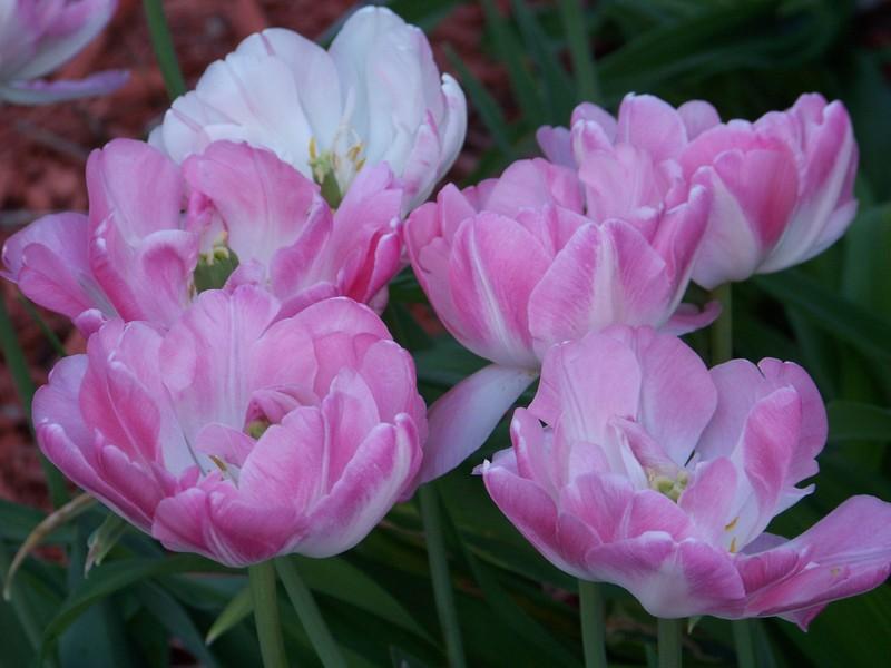 Photo of Double Late Tulip (Tulipa 'Angelique') uploaded by mattsmom