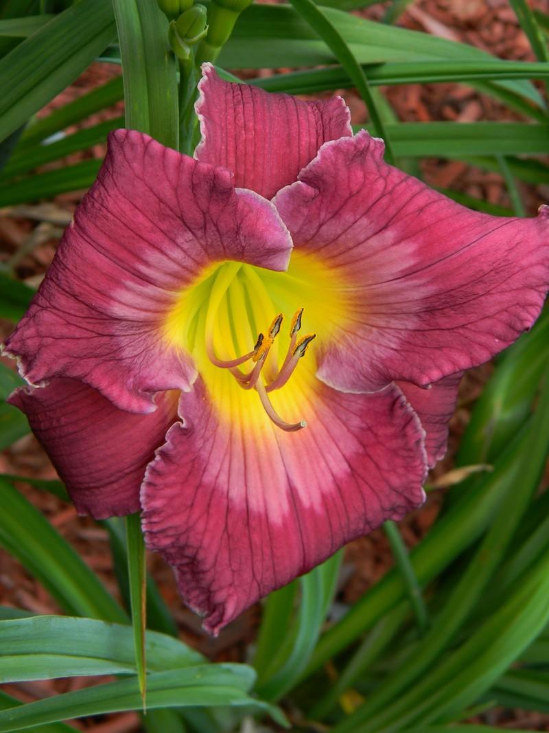 Photo of Daylily (Hemerocallis 'The King is Coming') uploaded by mattsmom