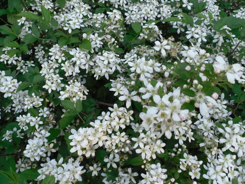 Photo of Southern Blackberry (Rubus argutus) uploaded by wildflowers