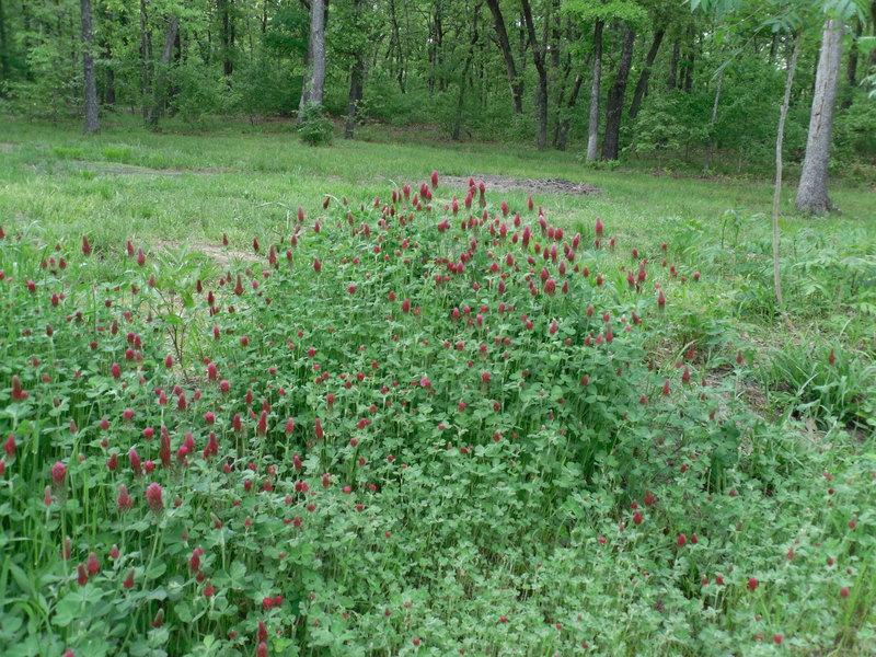 Photo of Crimson Clover (Trifolium incarnatum) uploaded by wildflowers