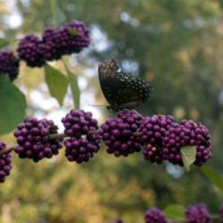All About American Beautyberry