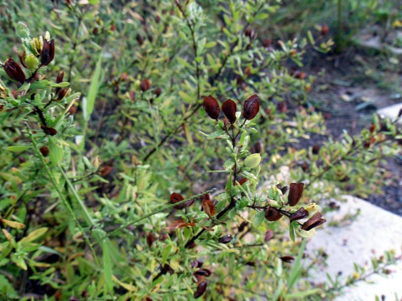 Photo of St Andrew's Cross (Hypericum hypericoides) uploaded by wildflowers