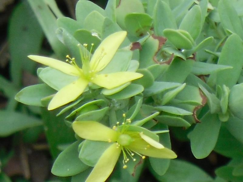 Photo of St Andrew's Cross (Hypericum hypericoides) uploaded by wildflowers