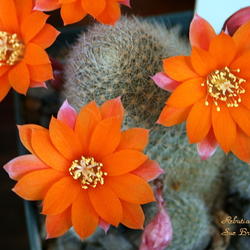 Location: At a Cactus and Succulent show
Date: Apr 4, 2009 10:27 AM