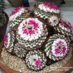 Location: At a Cactus and Succulent show
Date: Apr 4, 2009 12:08 PM