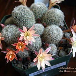 Location: At a Cactus and Succulent show
Date: Apr 4, 2009 10:26 AM