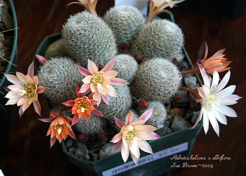 Photo of Flame Crown Cactus (Aylostera deminuta) uploaded by Calif_Sue