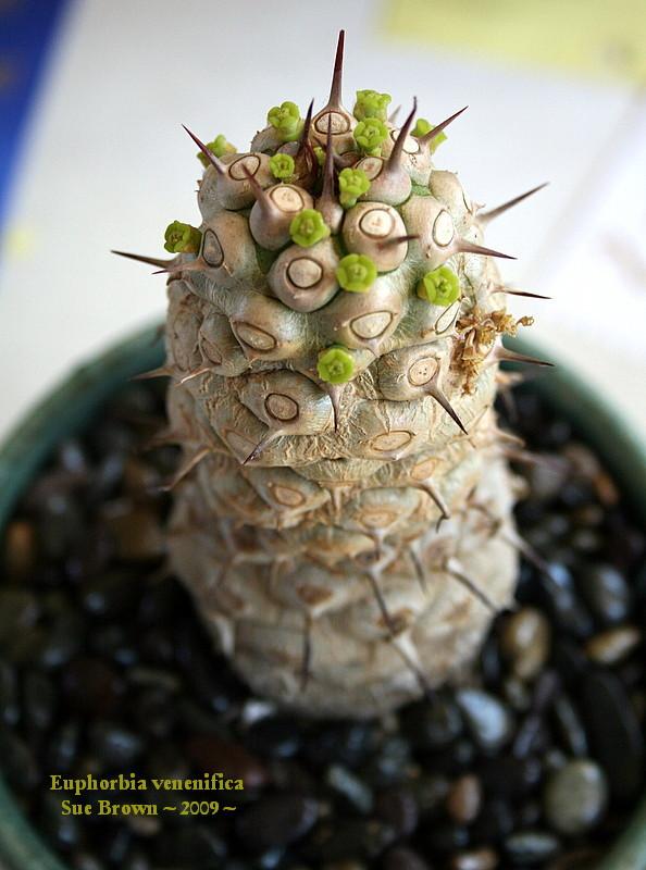 Photo of Euphorbia (Euphorbia venenifica) uploaded by Calif_Sue