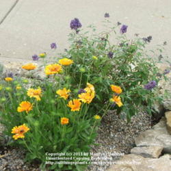 Location: My garden in Kentucky
Date: Oct 18, 2006 3:40 PM
Next to 'Ellen's Blue' Butterfly Bush