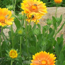 Location: My garden in Kentucky
Date: Oct 19, 2006 6:30 PM
Next to 'Ellen's Blue' Butterfly Bush