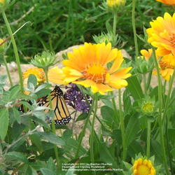 Location: My garden in Kentucky
Date: Oct 19, 2006 6:37 PM
Next to 'Ellen's Blue' Butterfly Bush