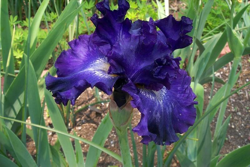 Photo of Tall Bearded Iris (Iris 'Circle of Light') uploaded by Newyorkrita