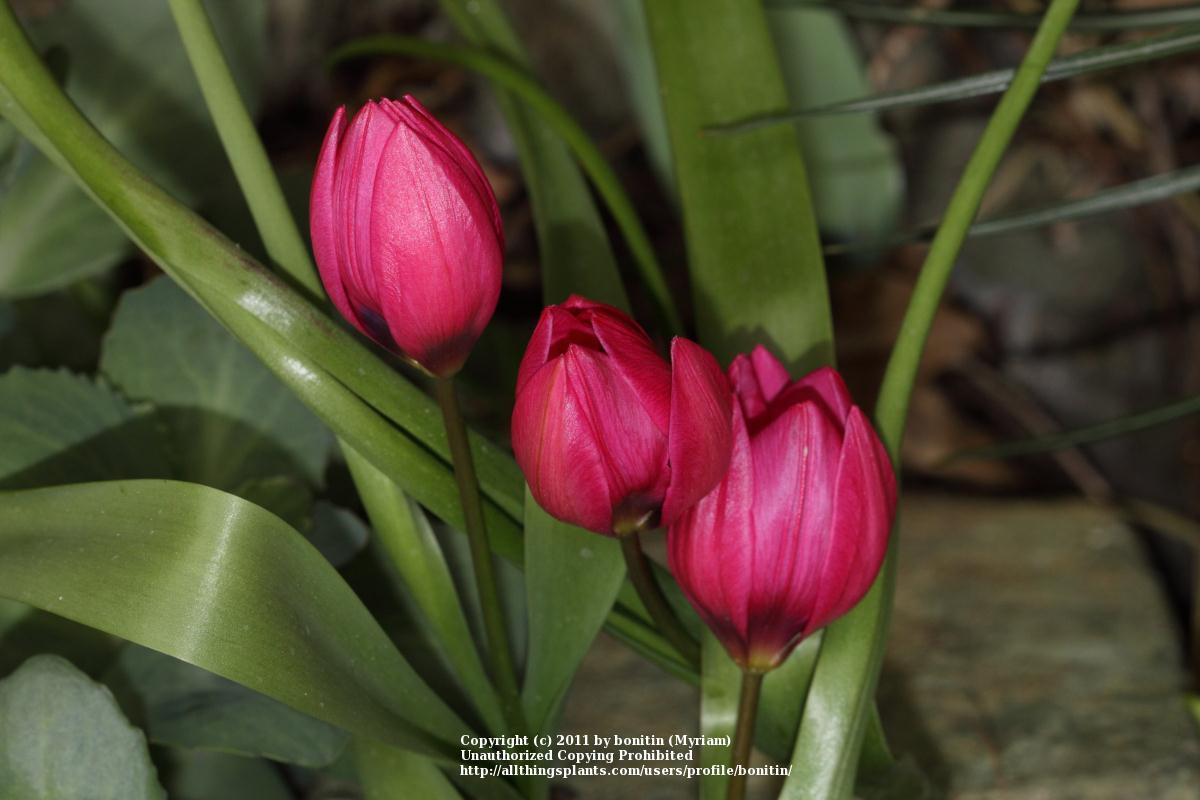 Photo of Tulip (Tulipa humilis 'Little Luna') uploaded by bonitin