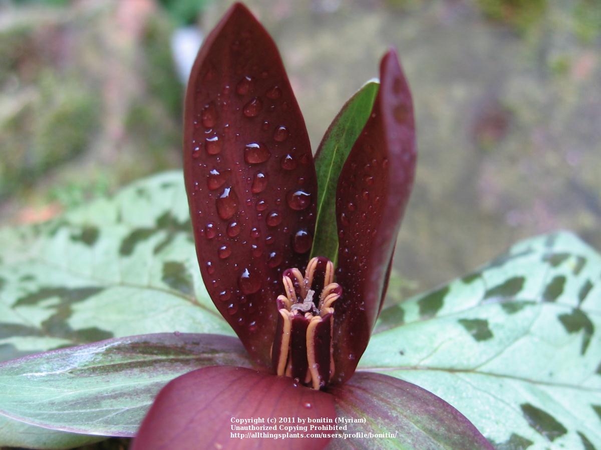 Photo of Sessile Trillium (Trillium sessile) uploaded by bonitin