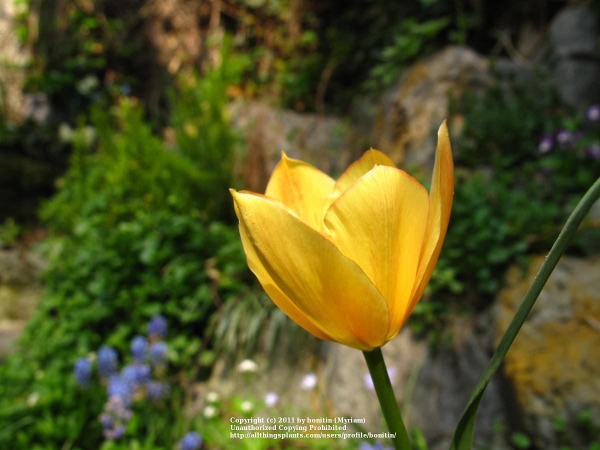 Photo of Lady Tulip (Tulipa clusiana) uploaded by bonitin