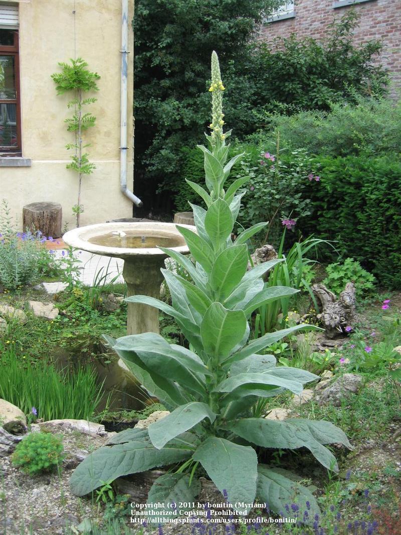 Photo of Common Mullein (Verbascum thapsus) uploaded by bonitin