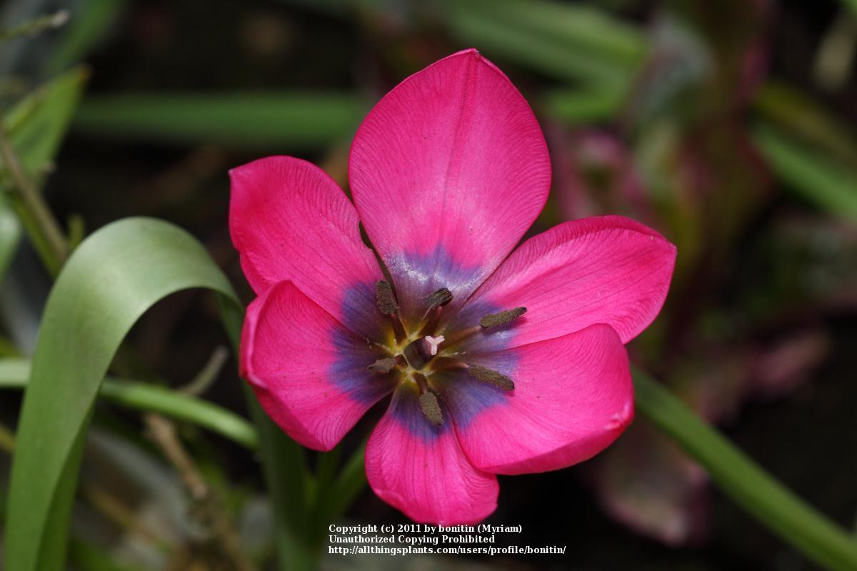 Photo of Tulip (Tulipa humilis 'Little Luna') uploaded by bonitin