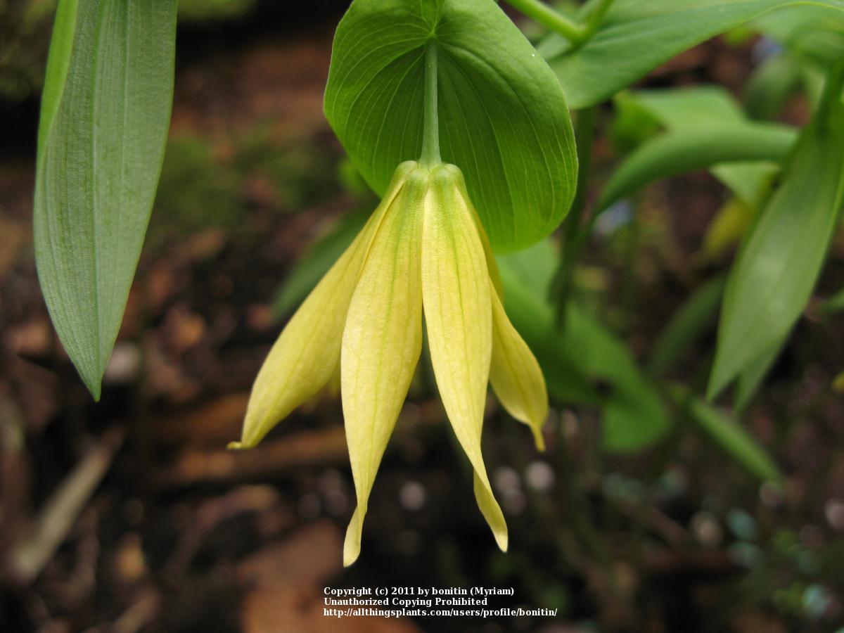 Photo of Large-flowered Bellwort (Uvularia grandiflora) uploaded by bonitin