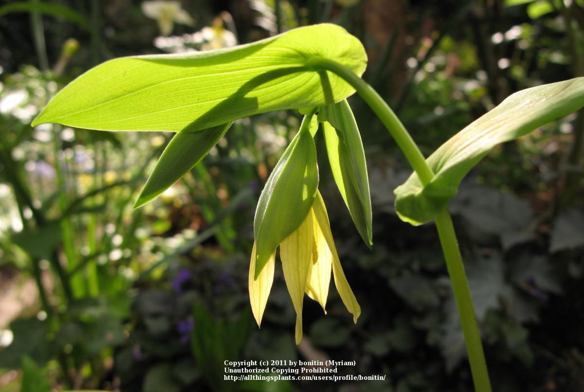Photo of Large-flowered Bellwort (Uvularia grandiflora) uploaded by bonitin
