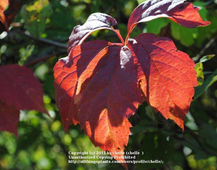 Photo of Thicket Creeper (Parthenocissus inserta) uploaded by chelle