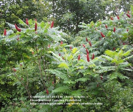 Photo of Staghorn Sumac (Rhus typhina) uploaded by chelle