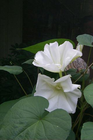 Photo of Moonflower (Ipomoea alba) uploaded by gingin