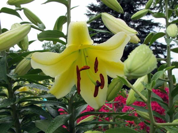 Photo of Lily (Lilium 'Conca d'Or') uploaded by goldfinch4