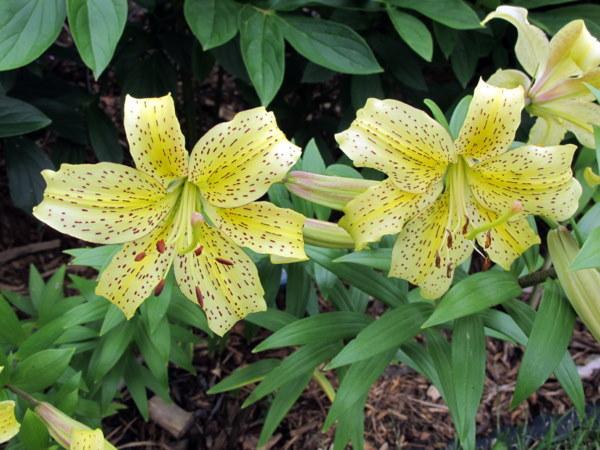 Photo of Lily (Lilium 'Henry's Surprise') uploaded by goldfinch4
