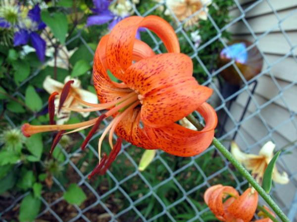 Photo of Lily (Lilium 'Karen North') uploaded by goldfinch4