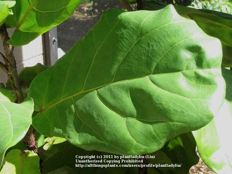 Photo of Fiddle Leaf Fig (Ficus lyrata) uploaded by plantladylin