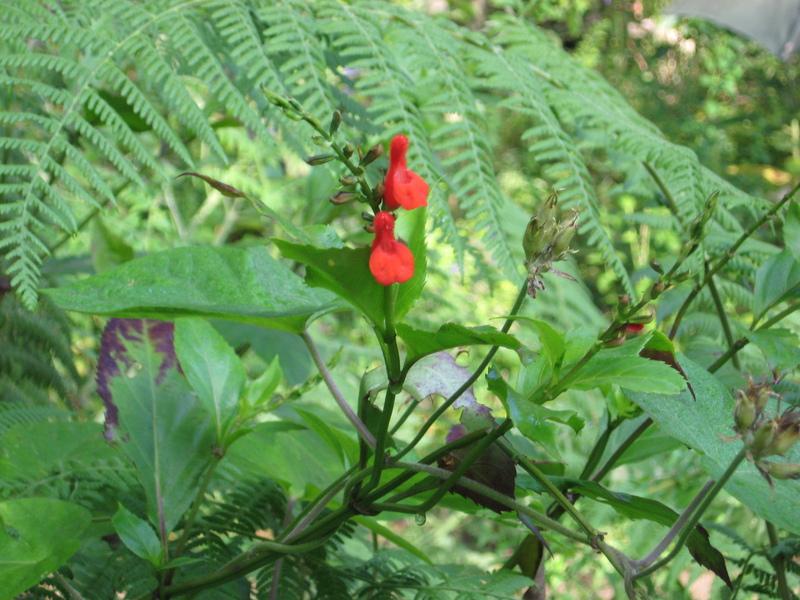 Photo of Belize Sage (Salvia pansamalensis) uploaded by wcgypsy